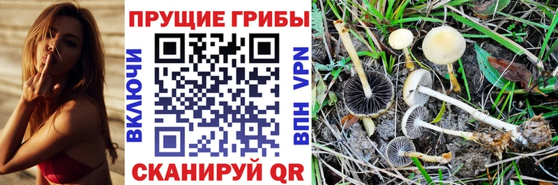 Галлюциногенные грибы Psilocybe дарк нет какой сайт Калач-на-Дону